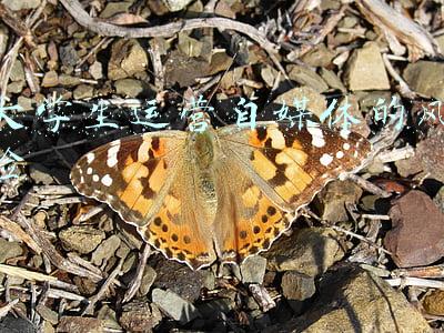 自媒体对大学生的弊端(年轻人适不适合做自媒体)