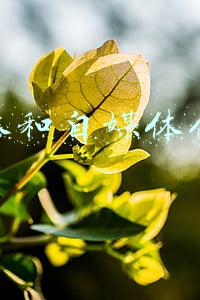 自媒体代运营(内容分发时代，自媒体将被代运营？)