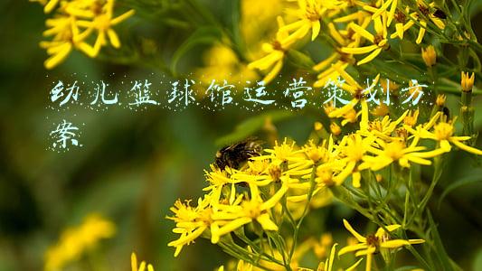 幼儿篮球馆运营策划方案