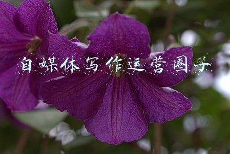 自媒体写作运营圈子