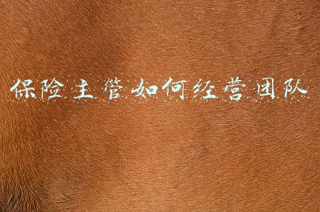 保险公司部经理如何经营团队-保险公司部经理如何经营团队经验分享