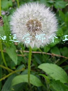 策划和运营哪个工资高