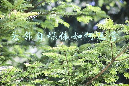 自媒体还有搞头吗(自媒体做了三个月后收入破四位数，我把我的老板Fire掉了)