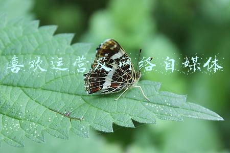 自媒体网络平台运营(从零开始做自媒体：4大自媒体平台运营方法揭秘！新手快速上车！)