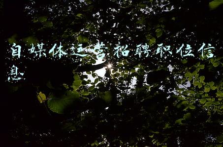 自媒体专员招聘(六倍速、知识空间、《火星情报局》招聘新媒体人才啦！| 求贤令)