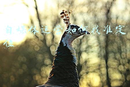自媒体运营主题定位(内容运营是什么意思？内容运营必备能力和方法)