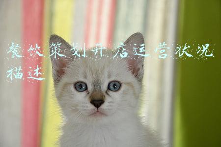 餐饮策划开店运营状况描述