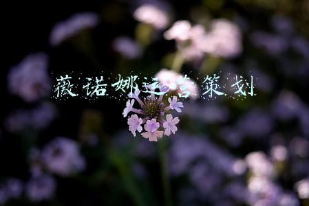 薇诺娜运营策划