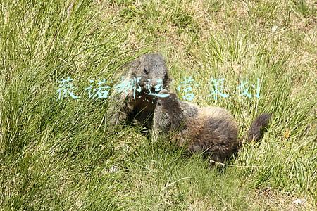 薇诺娜孕妇能用吗(99%的孕妈不护肤？害怕不敢用？10款安心口碑孕妇面霜合集)