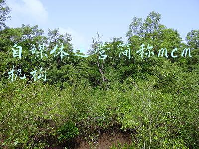 自媒体运营简称mcm机构