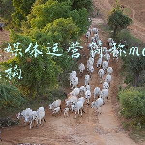 mcm机构是什么意思(半导体高端制造专题报告：半导体封装基板行业深度研究)