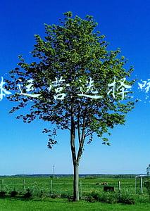 自媒体运营选择哪个好