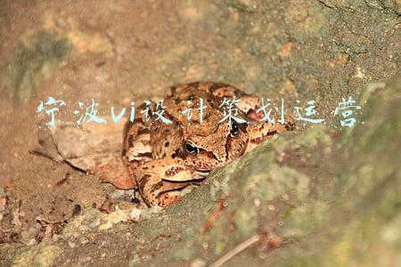 宁波广告策划(看这战绩我都笑了，策划来解释解释)