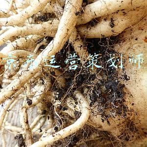 京东运营工作内容(京东店铺运营职位做些什么？店铺怎么推广？)