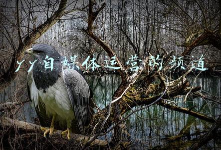 yy怎么订阅媒体(微软花4360亿买下暴雪，睡不好的可能有两人：苹果、索尼)
