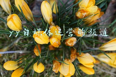 yy游戏频道运营计划(「冰沙手游」告诉你如何与游戏公会合作)