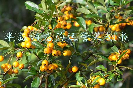 酒店运营计划(揭秘7天酒店亮眼运营数据背后的投资价值)