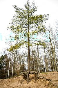 上海半岛酒店(9559元订的外滩网红酒店，入住时发现标价仅2980元！啥情况？)