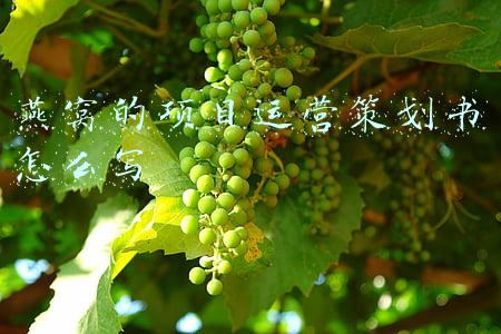 燕窝项目计划书(燕窝小镇项目可行性研究报告节选)