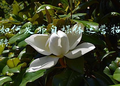 自媒体发布软件(一键发布，同步多平台，自媒体人的运营利器来了)