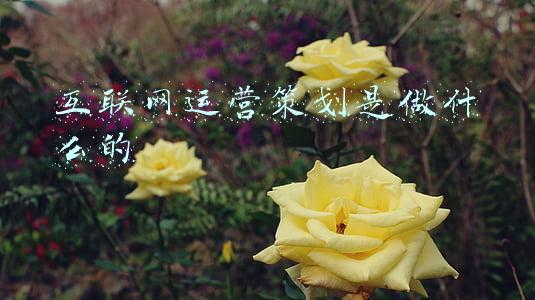 互联网运营策划是做什么的