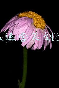 商业工程管理重点(廖廓江天：从法家的“术”看商业销售管理之道)