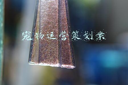 宠物运营策划案