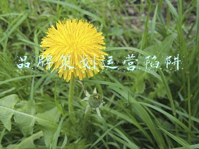 品牌策划运营陷阱