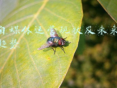 新媒体未来发展趋势图(AI研习丨专题：跨媒体科技大数据的知识图谱构建与动态精准画像)