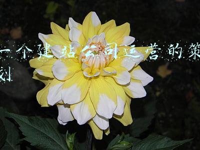 一个建站公司运营的策划