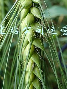 一个建站公司运营的策划