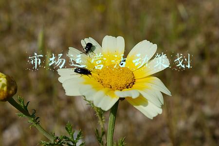 市场运营服务合同(如何甄别电商运营合同的性质：服务vs委托vs买卖vs其他合同？)