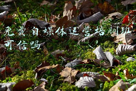 深圳新媒体运营培训班(36氪首发 | 泡芙传媒获坚果资本数百万美金天使轮融资，布局品牌全链路出海服务)