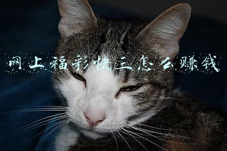 福彩快3能赚钱吗(我在互联网大厂当审核员)