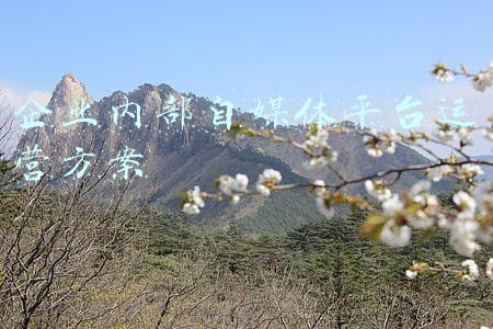 企业内部自媒体平台运营方案