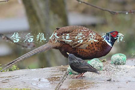 售后维修运营策划书