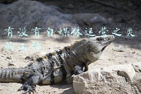 自媒体有什么工作(适合“老实人”的工作，少有勾心斗角且工作轻松，未来发展前景好)