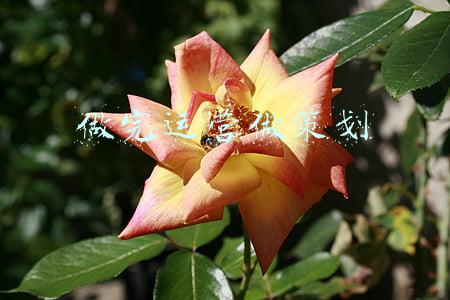 怎么做好运营(运营口袋笔记：怎么做内容运营)