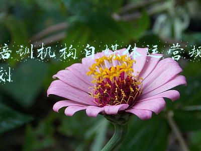 规划师培训机构(打破技能人才职业发展“天花板”职业培训五年规划来了)