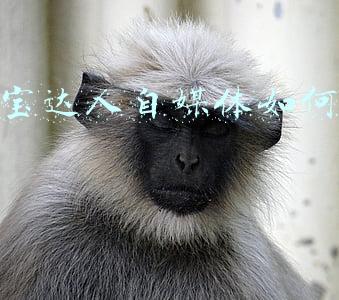 淘宝达人自媒体如何运营
