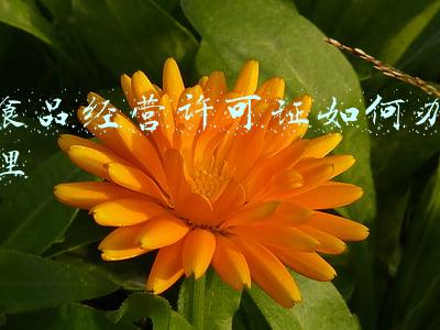 食品经营许可证入口(食品经营许可证官方网)