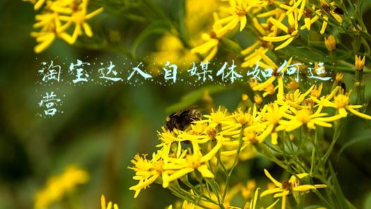淘宝达人官网(如何寻找淘宝达人)