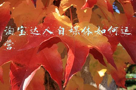 淘宝达人自媒体如何运营
