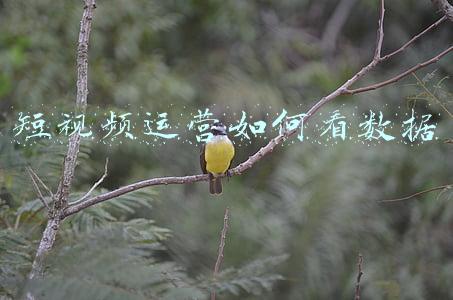 短视频运营数据分析(中国短视频行业发展历程及竞争格局分析)