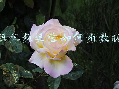 运营数据分析师证(成为数据分析师，需要掌握什么知识和技能？)