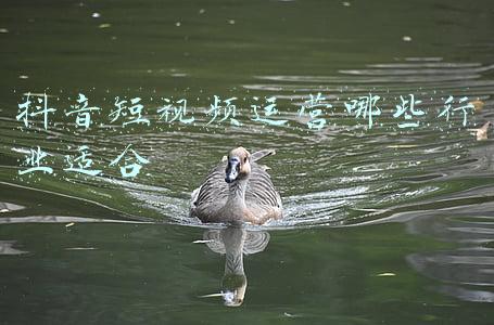 抖音短视频运营技巧(现在做抖音来得及吗？2020年最新抖音运营攻略)