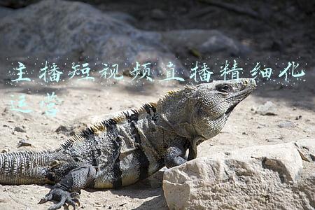 慢直播平台方案(慢热的慢直播，会成为另一种直播带货？)