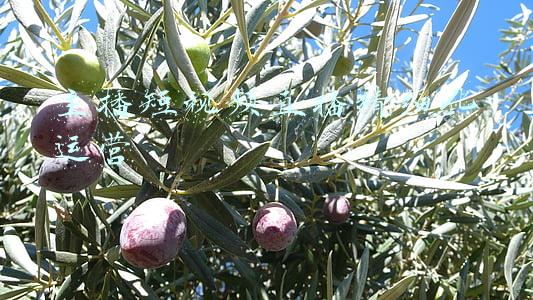 主播短视频直播精细化运营