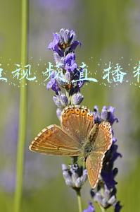 主播短视频直播精细化运营