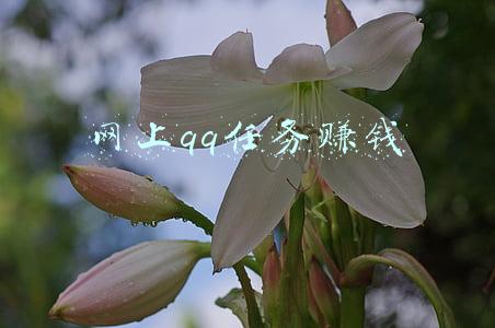 网上qq任务赚钱